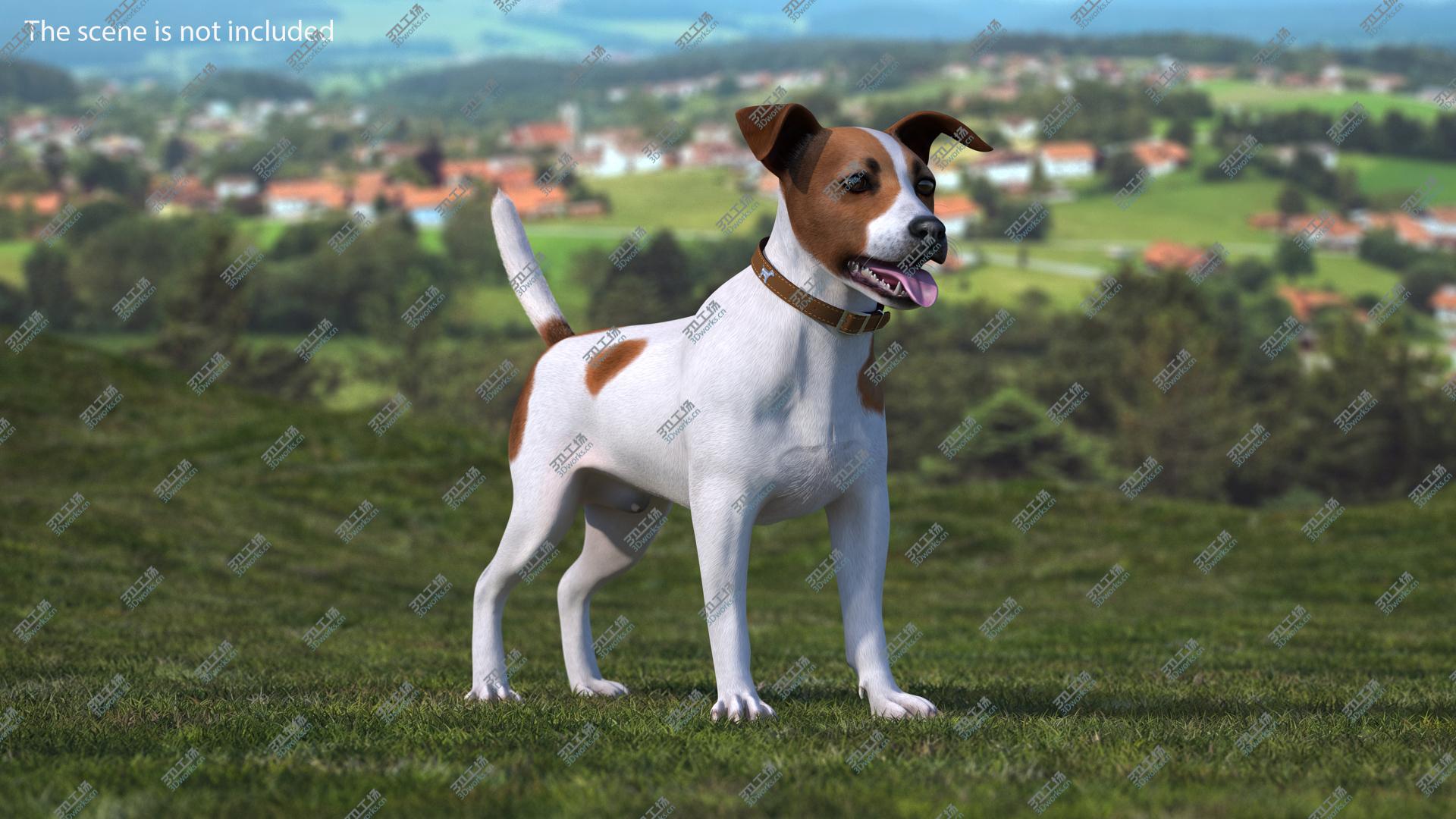 images/goods_img/202105071/3D model Spotted Jack Russell Terrier Fur Rigged/2.jpg